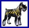 Click here for more detailed Standard Schnauzer breed information and available puppies, studs dogs, clubs and forums